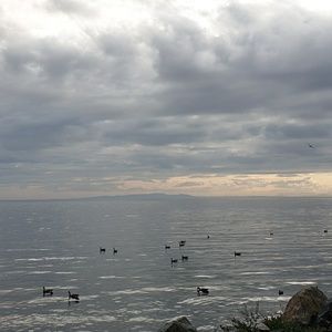 Meet your Posher, Camelia